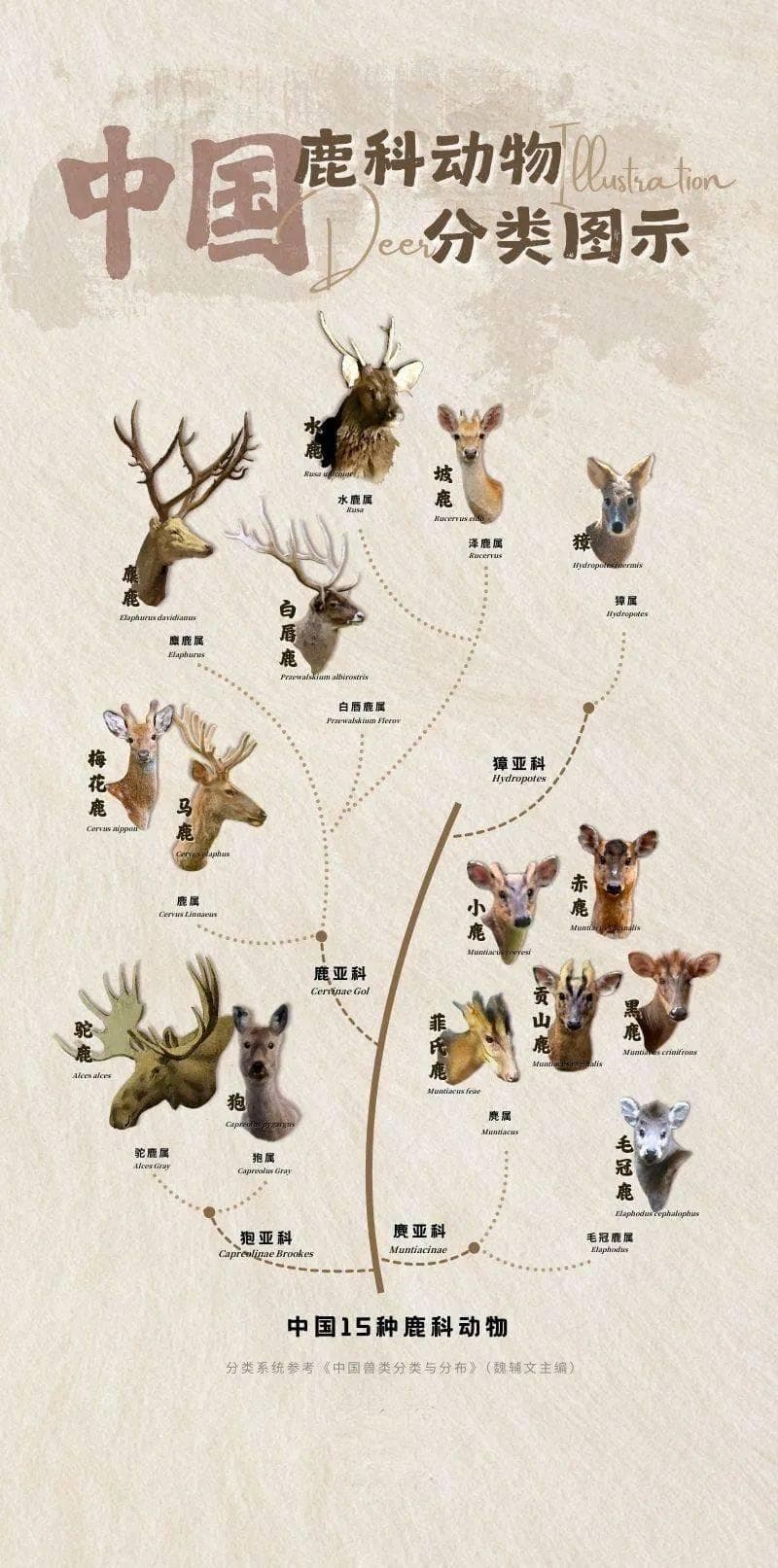 探秘中国鹿科动物：从神话传说到保护动物