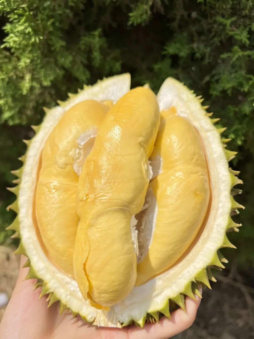 榴莲，吃对了驱寒补阳气，吃错了上火生湿！正确吃法，速看！