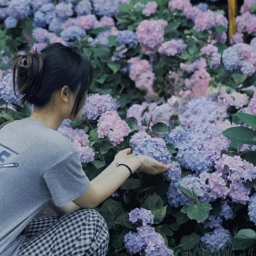 无尽夏的土壤修复与种植（如何有效配制种植土壤）