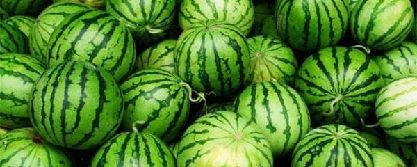 西瓜种植技术全攻略：从种子处理到病虫害防治