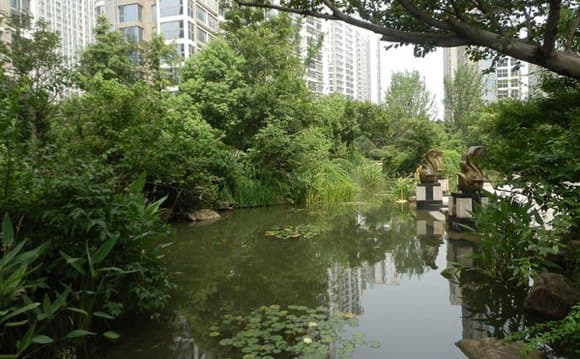 水生植物在水景设计中的运用措施