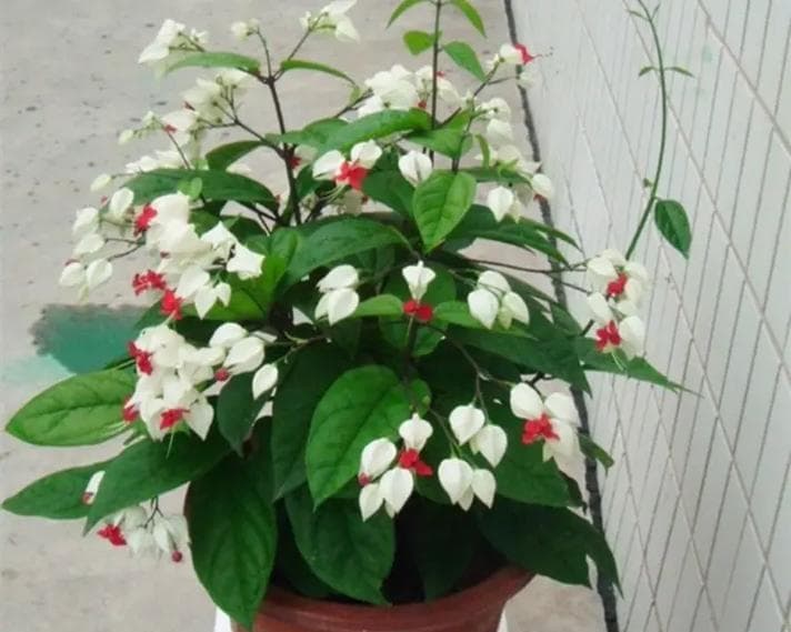 龙吐珠花的养护方法（让你的龙吐珠花长得更健康美丽）