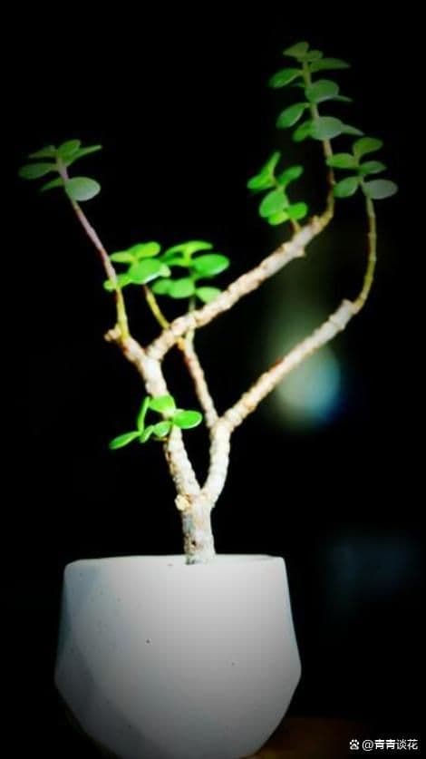 3种老桩树，随手插根枝条就活，1年养成盆景，价值加速倍增