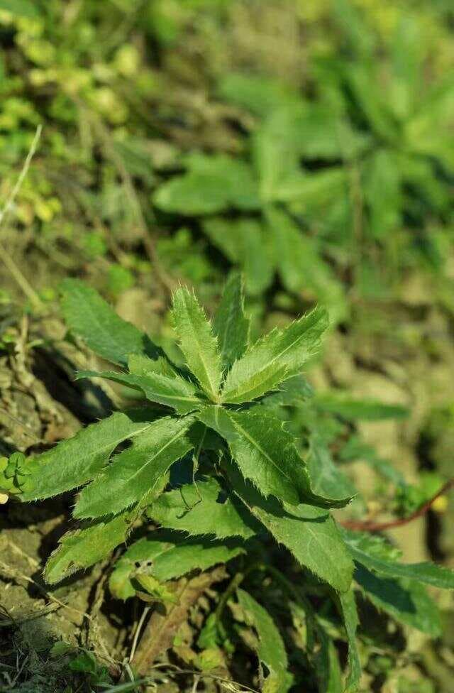 路边碰到这种带刺的野菜不要手软 挖一筐凉拌做汤香得很