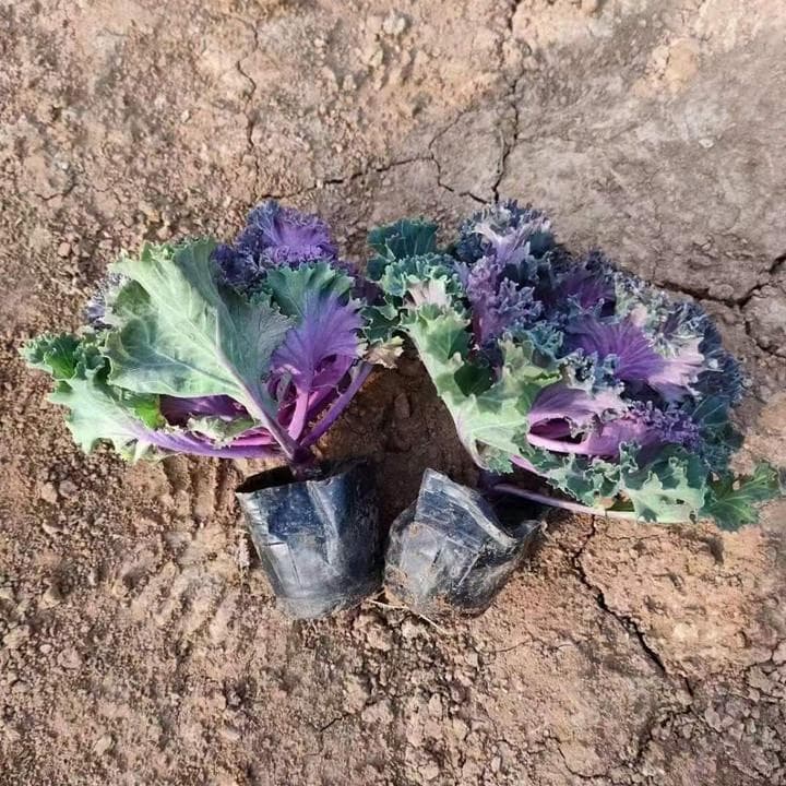 羽衣甘蓝盆栽能活几年