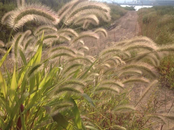 杂交狼尾草和皇竹草的优缺点对比