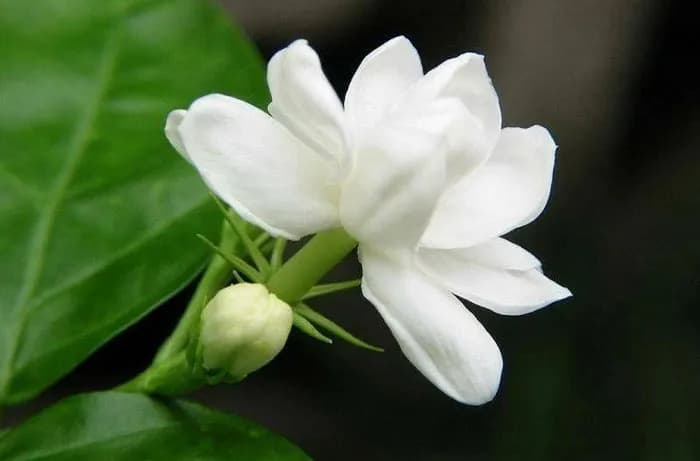茉莉花的简介