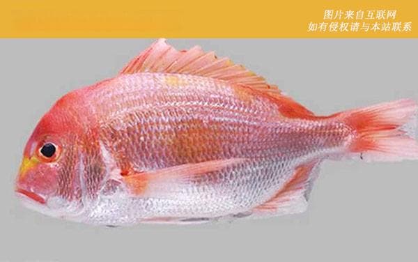 鲷鱼全解：中国713种，这些习性和种类你要知道