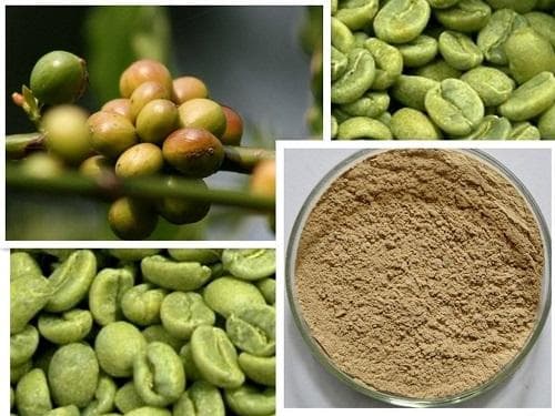 绿原酸：一种重要的天然有机化合物