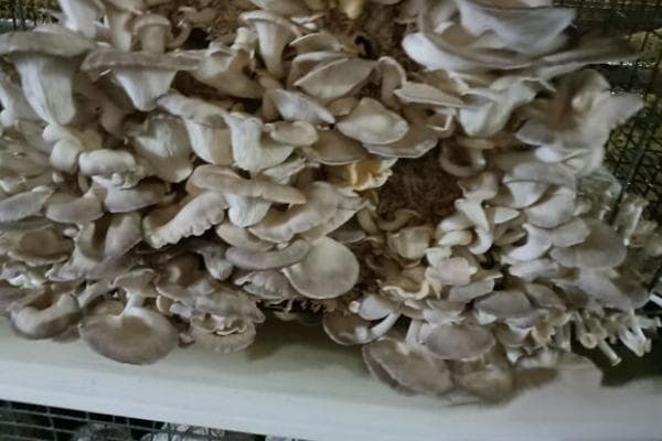 秀珍菇工厂化高产栽培技术
