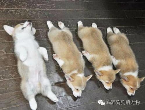 宠物睡觉抖腿揭秘