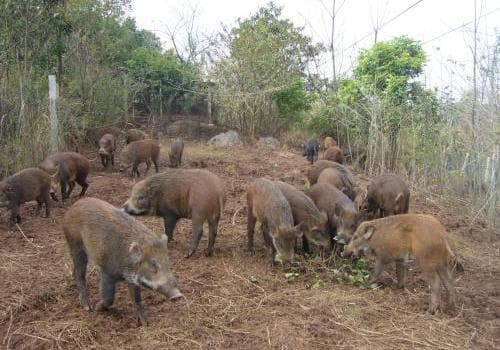 野猪肉的功效与营养价值