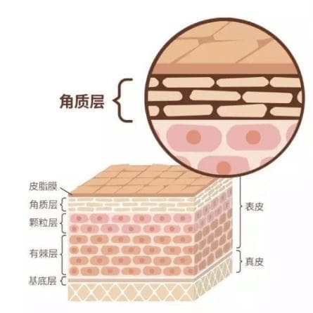 角质层薄用什么护肤品？怎么护肤？