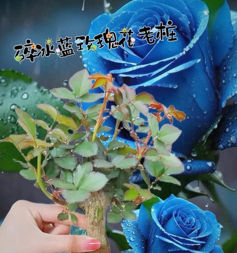 蓝玫瑰的花语及适合送礼对象剖析