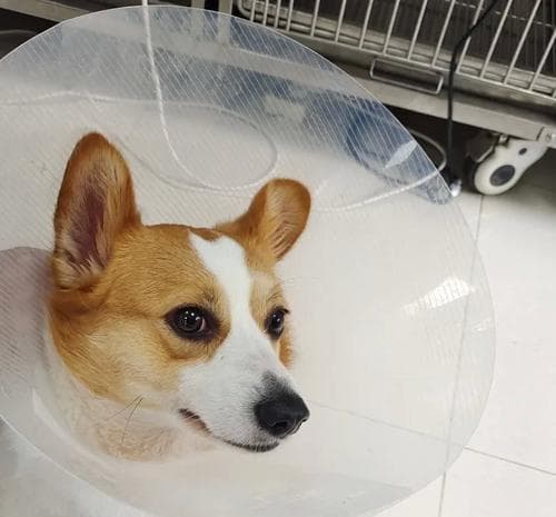 狗韧带断裂的症状和治疗方法