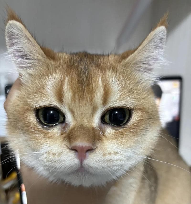 保护猫咪健康的重要措施——预防意外伤害和突发猝死