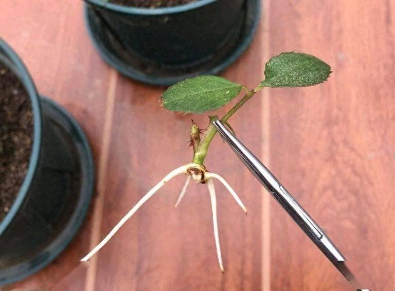 万物相生相克，花草绿植的问题，过期的“调料”就能治