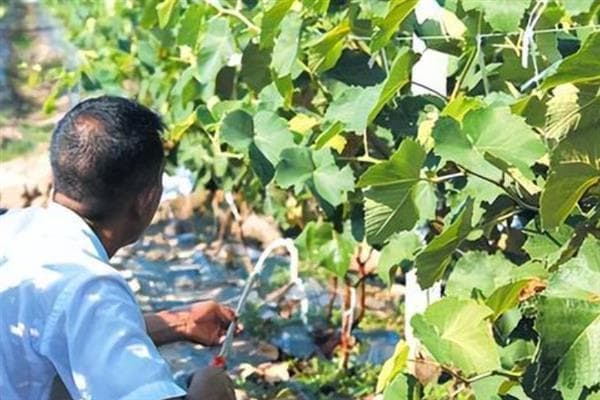葡萄种植管理全攻略：从浇水施肥到套袋时间