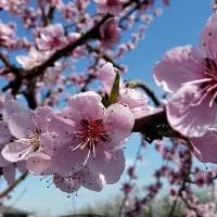 杨枝甘露名字由来：源自观音菩萨的美丽传说