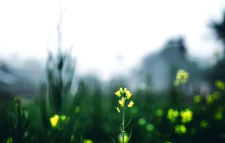 清明时节：缅怀、珍惜与生命的沉思