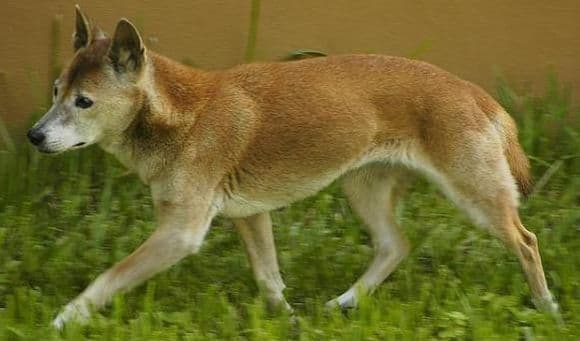 52个犬种寿命信息：寿命最长和最短的狗种都在这里！
