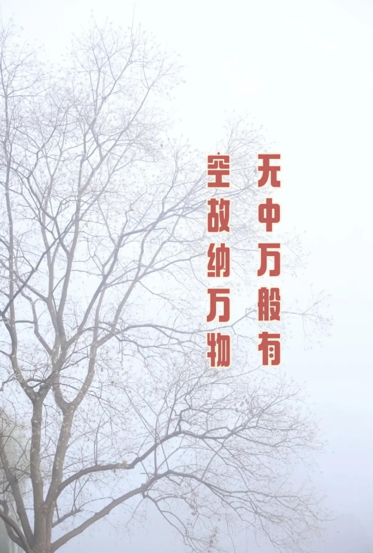 乌桕树、侘寂之美、东方美学