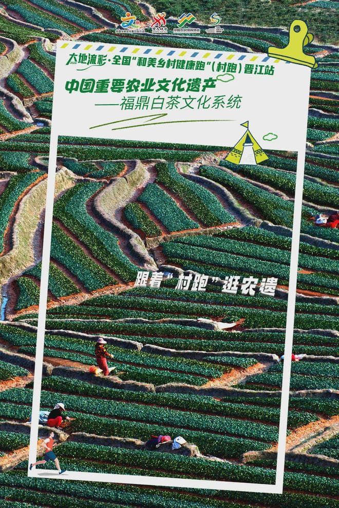福鼎白茶文化系统：中国白茶发源地的农耕智慧