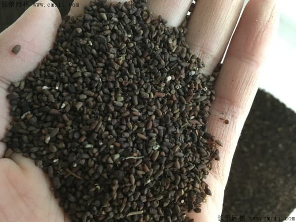 郁金香种子什么时候播种,郁金香种子的播种技巧
