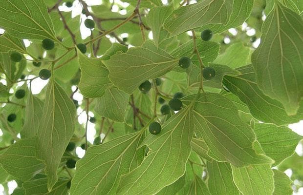 朴树种植与养护完全指南：从生长习性到盆景护理