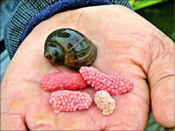 非法野放：生态环境的重大浩劫