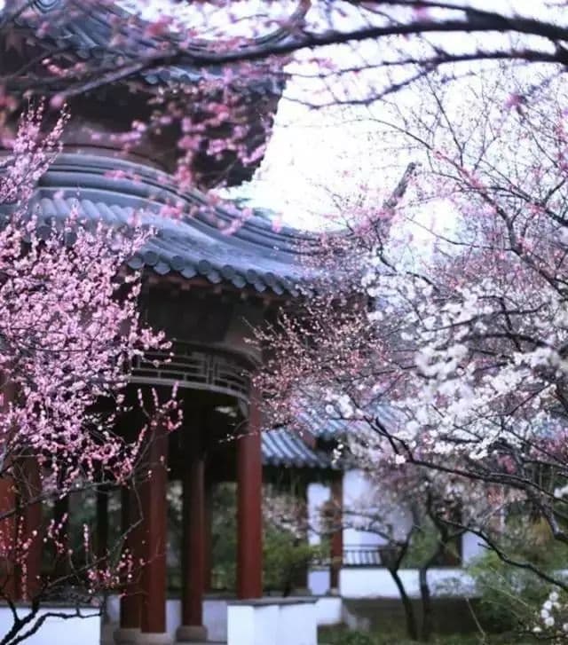 一文读懂：桃花、杏花、樱花、梨花、李花、海棠花的辨别指南