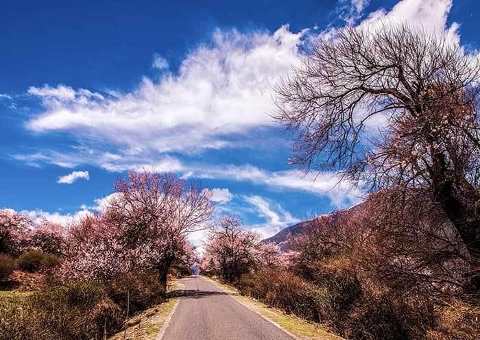 波密桃花沟：西藏林芝的世外桃源