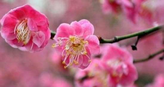在家也能种梅花树，让你的庭院增添美丽（从选梅品种到管理，一步步教你打造美丽花园）