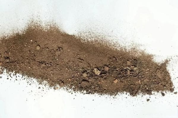 月季浇水的正确方法！