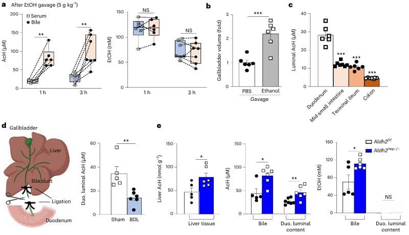 Nature Metabolism：肠肝ALDH2协同调节酒精代谢和饮酒行为