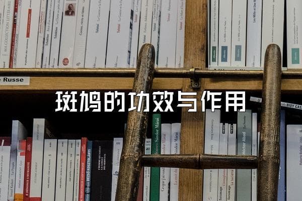 斑鸠的功效与作用