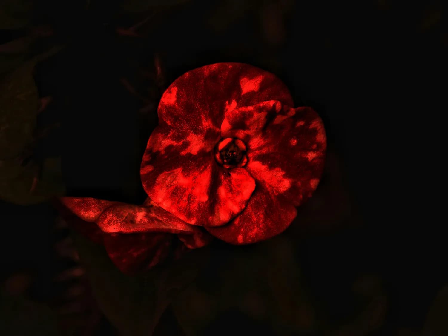 双十一花呗提额新招：大数据+小红花系统
