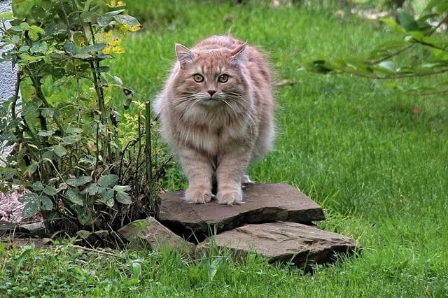 西伯利亚森林猫：俄罗斯国猫的传奇与养护指南
