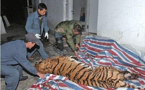 动物园老虎死后，尸体是怎么处理的？真的会二次利用吗？