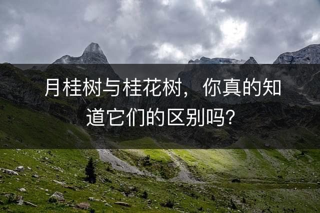月桂树与桂花树，你真的知道它们的区别吗？