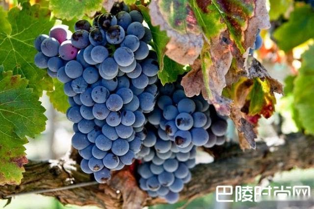 葡萄品种别名有哪些？你知道吗