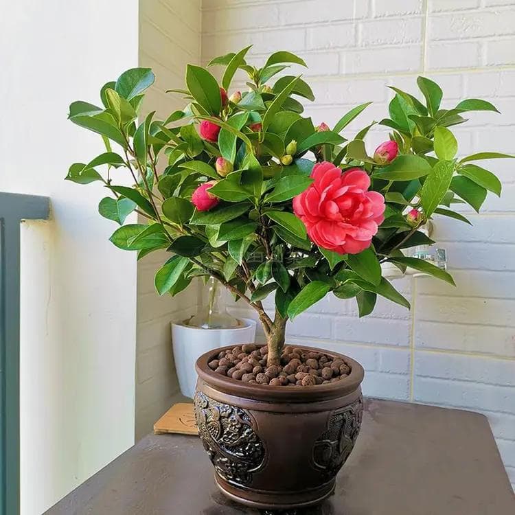四季茶花最出名的三个品种