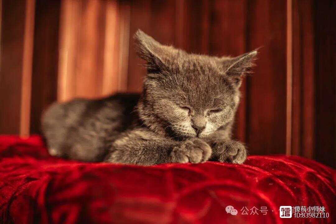 猫咪尿闭怎么办？铲屎官别急，这样做就对了！