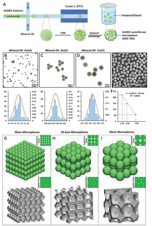 四川大学研发新型3D打印骨再生支架，促进骨组织修复