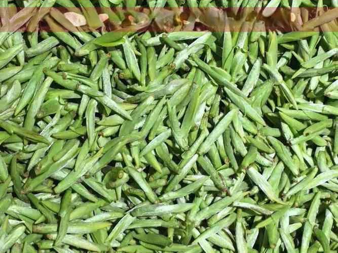 青柑普洱茶的健康益处与饮用指南：解答您的所有疑问