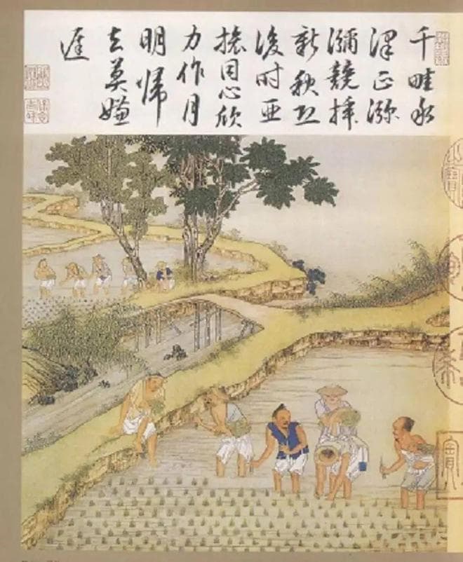 康乾盛世是“番薯盛世”吗？清朝皇帝推广高产水稻的事情就这样被忽视了