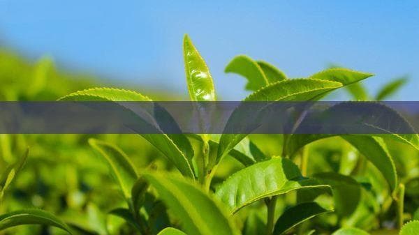 一般红茶保质期多久可以喝：红茶的常规保质期限是多少