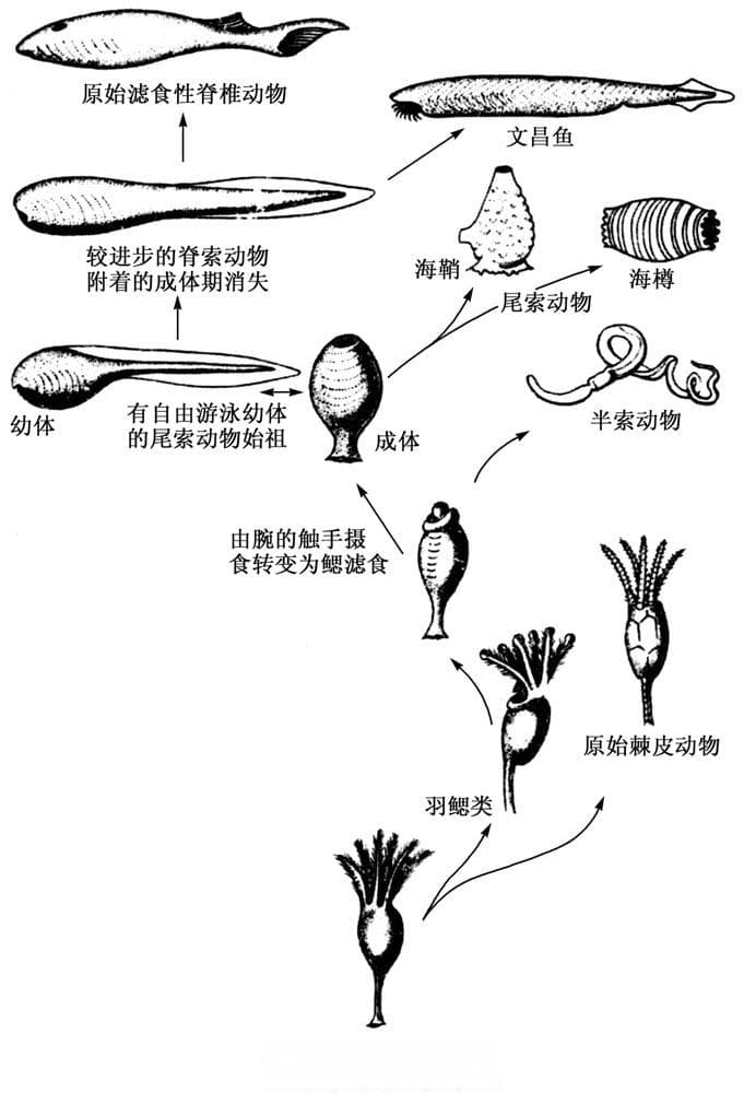 脊椎动物比较解剖学：脊索动物的起源与进化