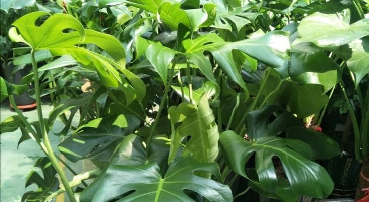 龟背竹如何茁壮成长？了解其生长习性和适宜环境条件？
