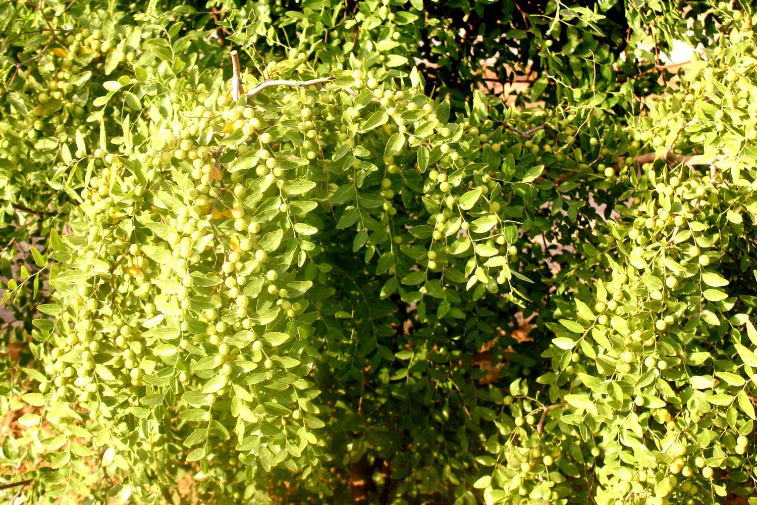 高血脂患者这样喝茶降脂：5种茶饮推荐